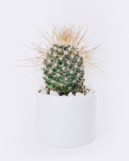 Store Ball Cactus