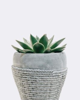 Store Green Soil Lotus