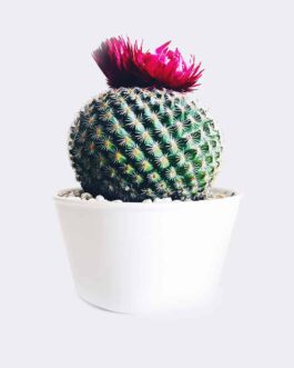 Store Old Lady Cactus