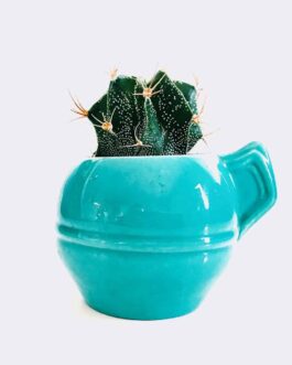 Store Mini Astrophytum